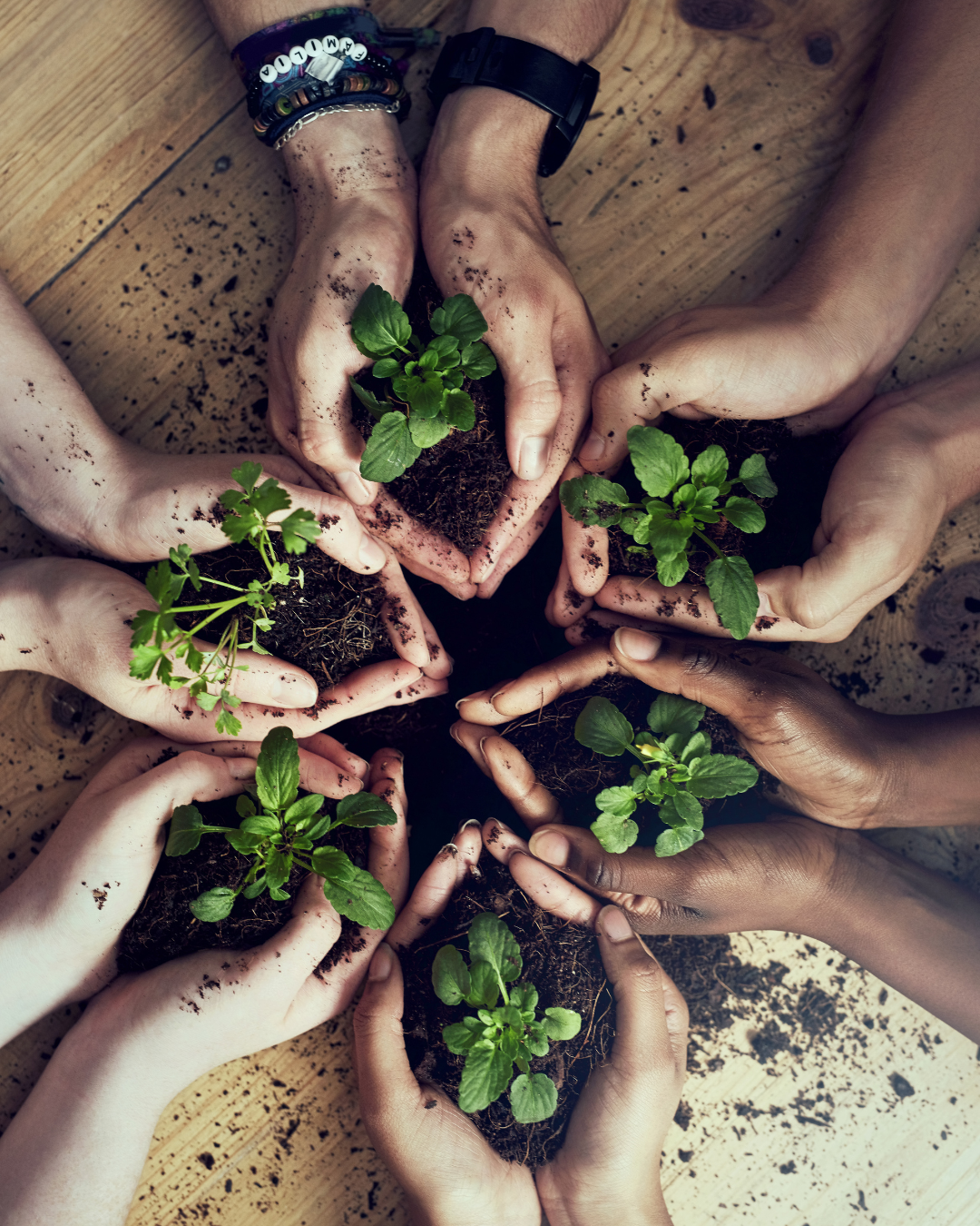 hands, plants, mindful, flourish